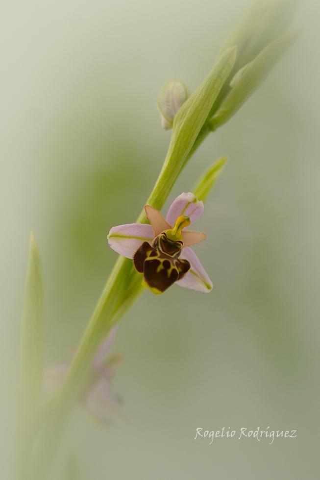 Imagen 36 de la galería de Orquideas